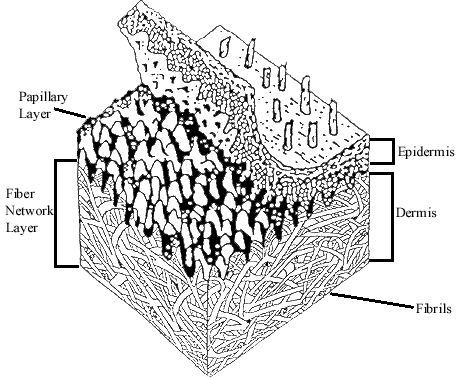 Leather Diagram Leather Diagram