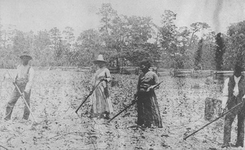 African Americans cultivating cotton, ca.1870s