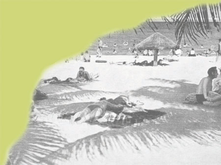 Palm-shaded Surfside Park, Miami Beach Palm-shaded Surfside Park, Miami Beach