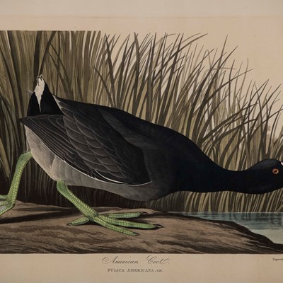 Audubon, John James  (1785–1851)