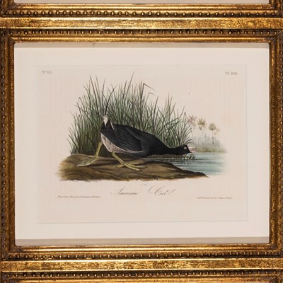 Audubon, John James  (1785–1851)