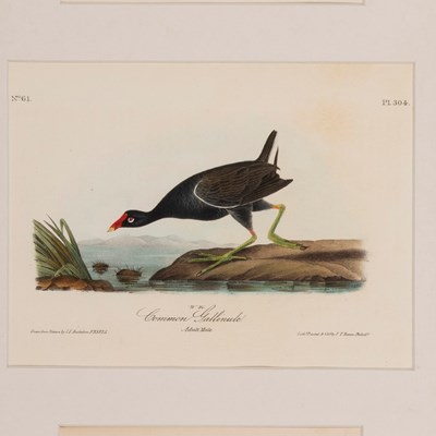 Audubon, John James  (1785–1851)