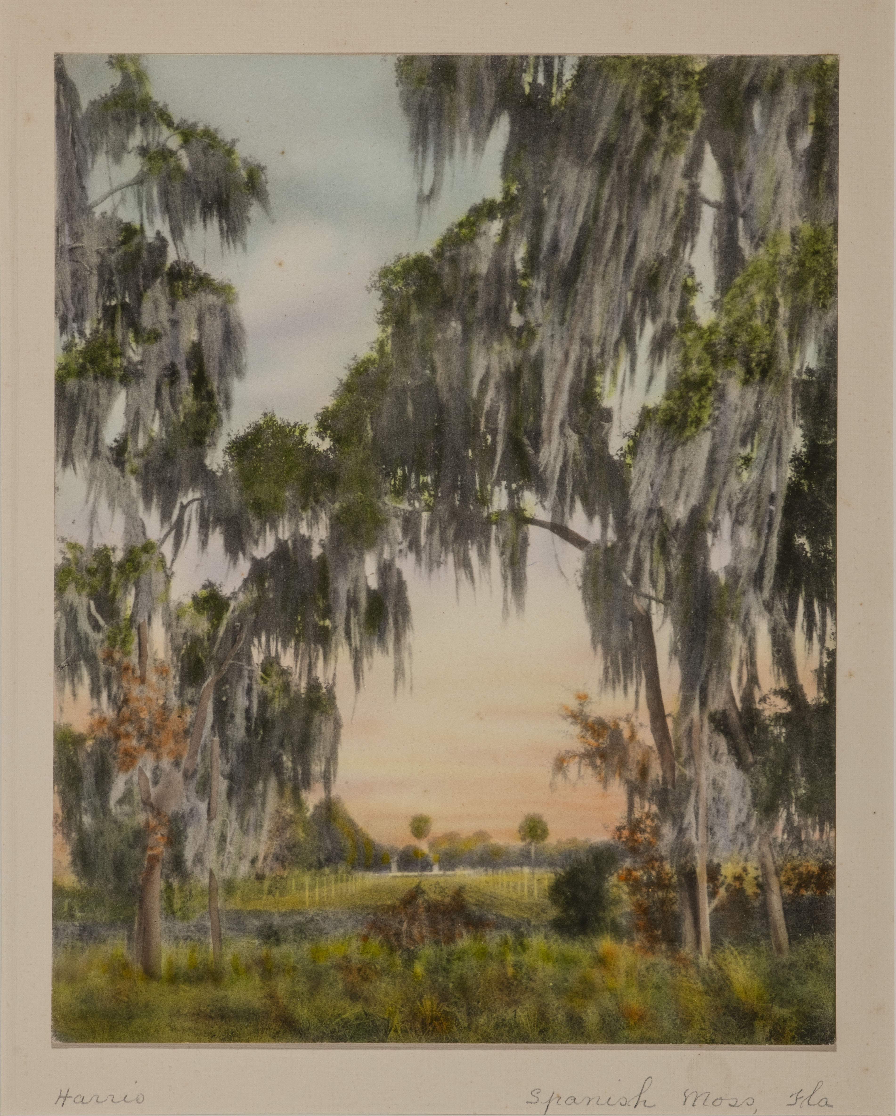 Harris, William (1868–1940)