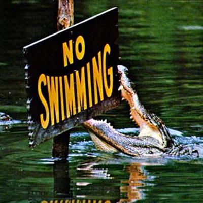 Alligators: Dragons in Paradise