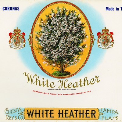 White Heather