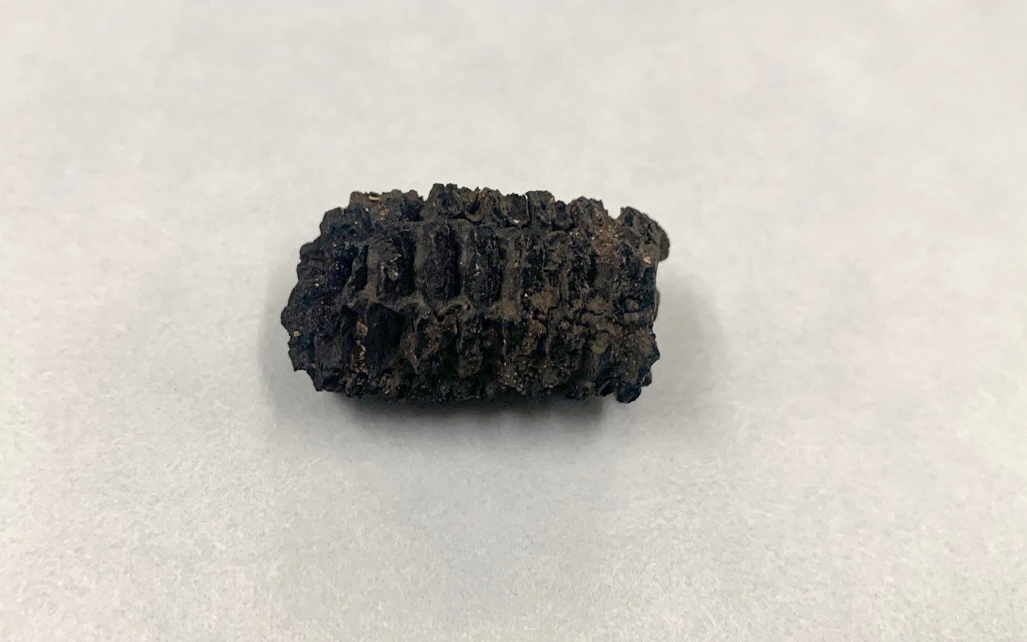 Charred maize (Zea mays) cob, ca. 1450–1700