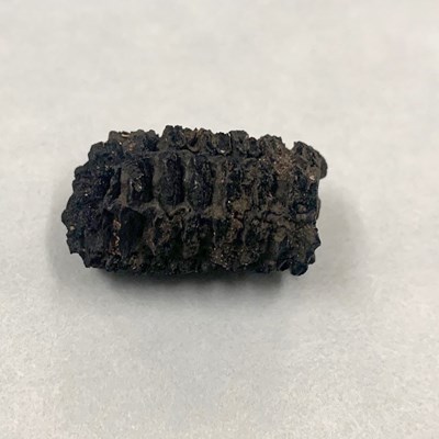 Charred maize (Zea mays) cob, ca. 1450–1700