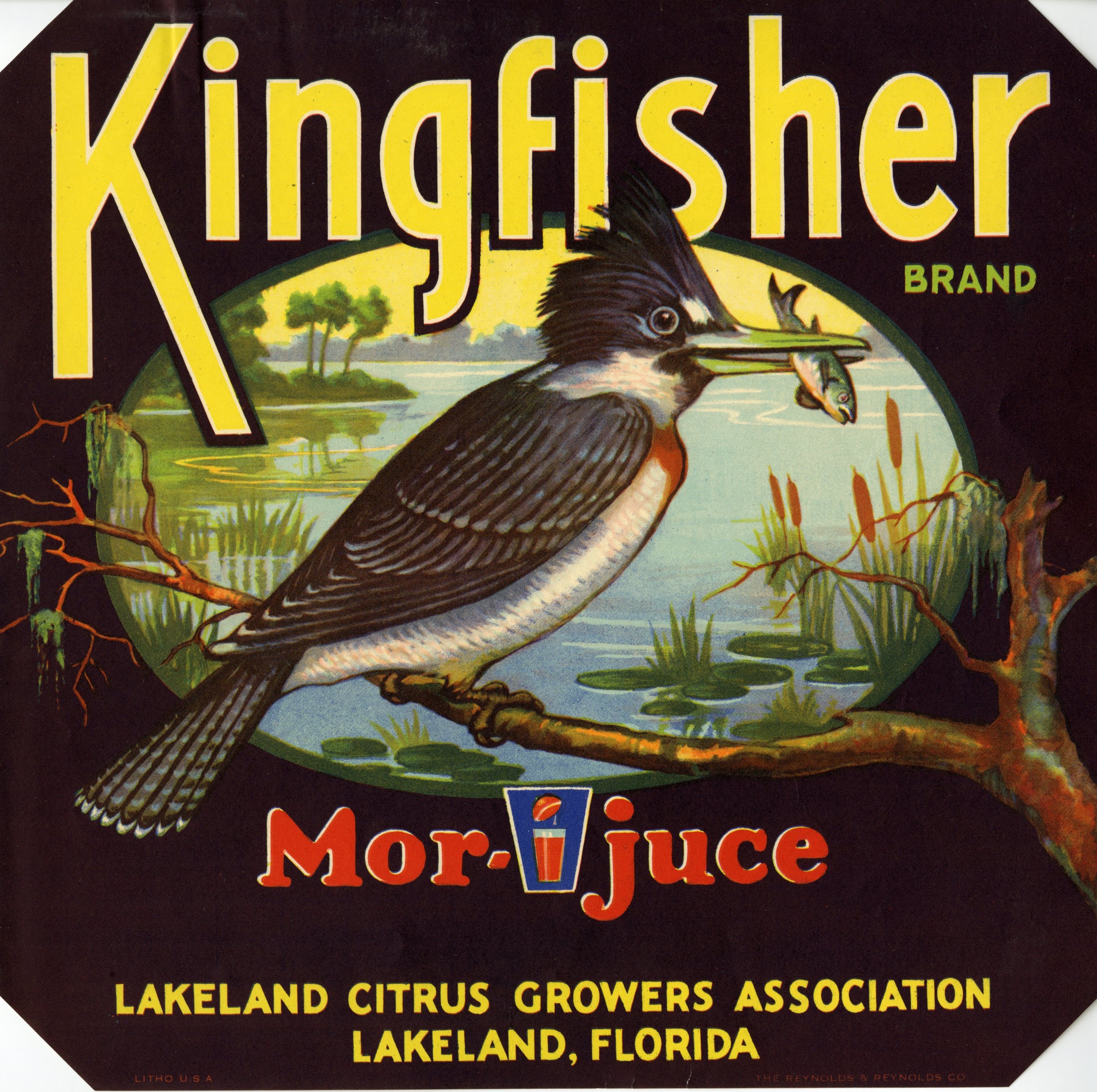 Kingfisher Brand