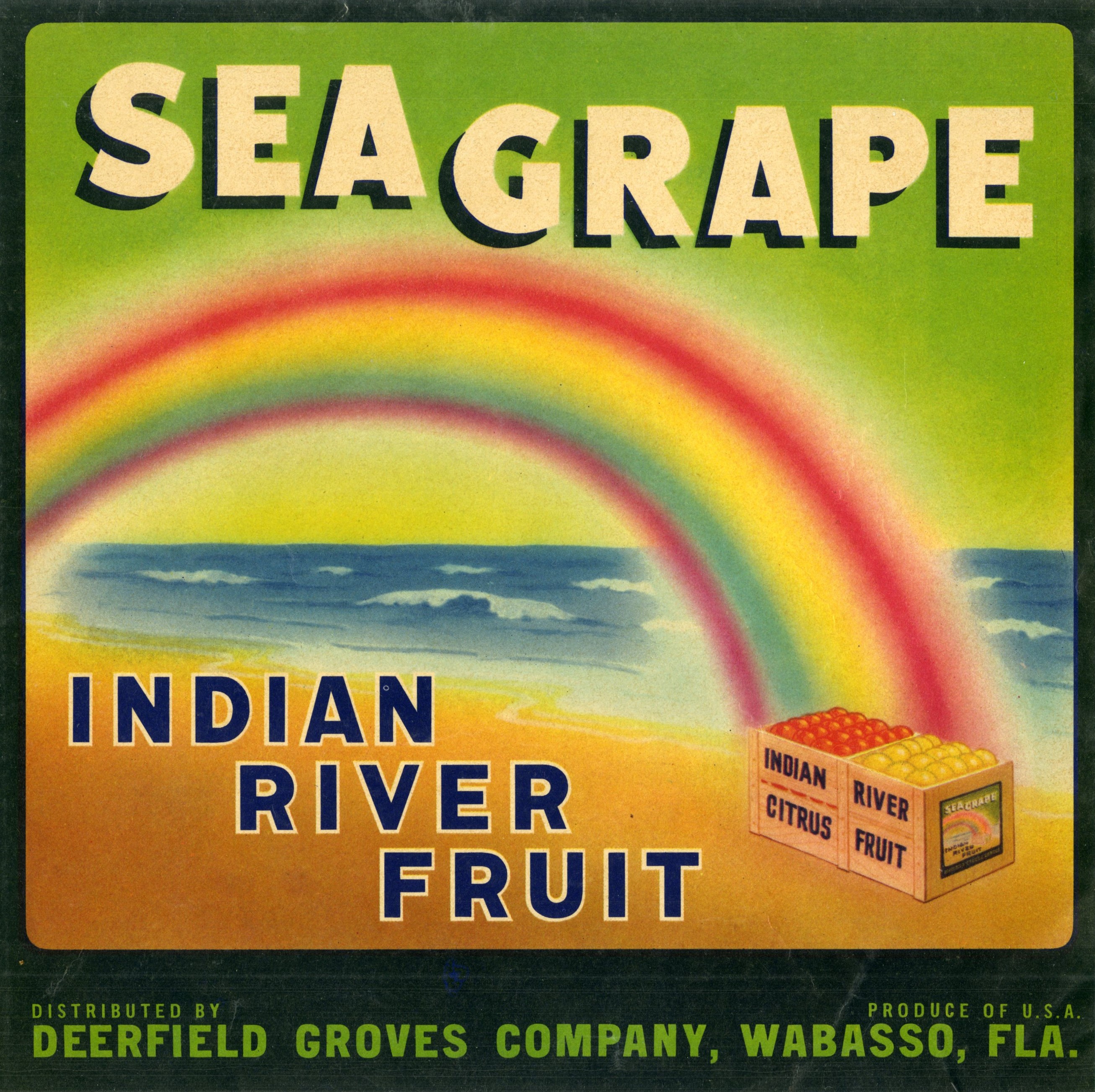 Sea Grape