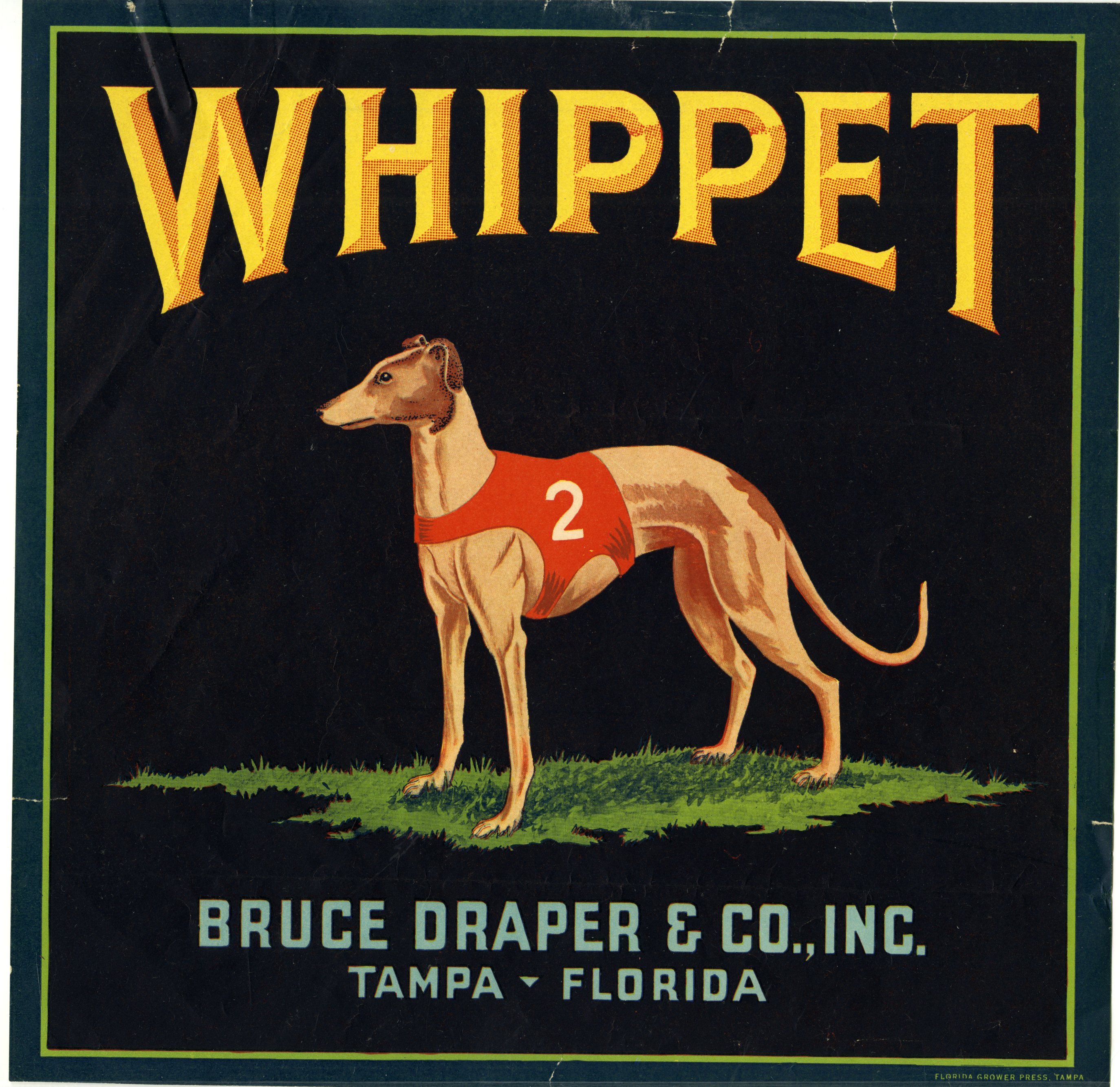 Whippet